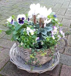 Planted flower baskets - Rugeley Florist Fine Flowers